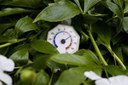 Jette lance son Plan Climat Jette lance son Plan Climat