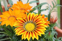 Oranje gele bloemen